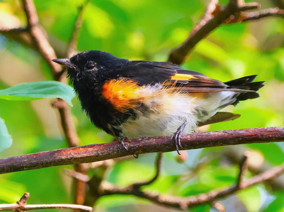 American Redstart - ML622053574