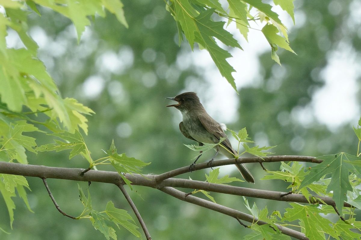 Eastern Phoebe - ML622053575