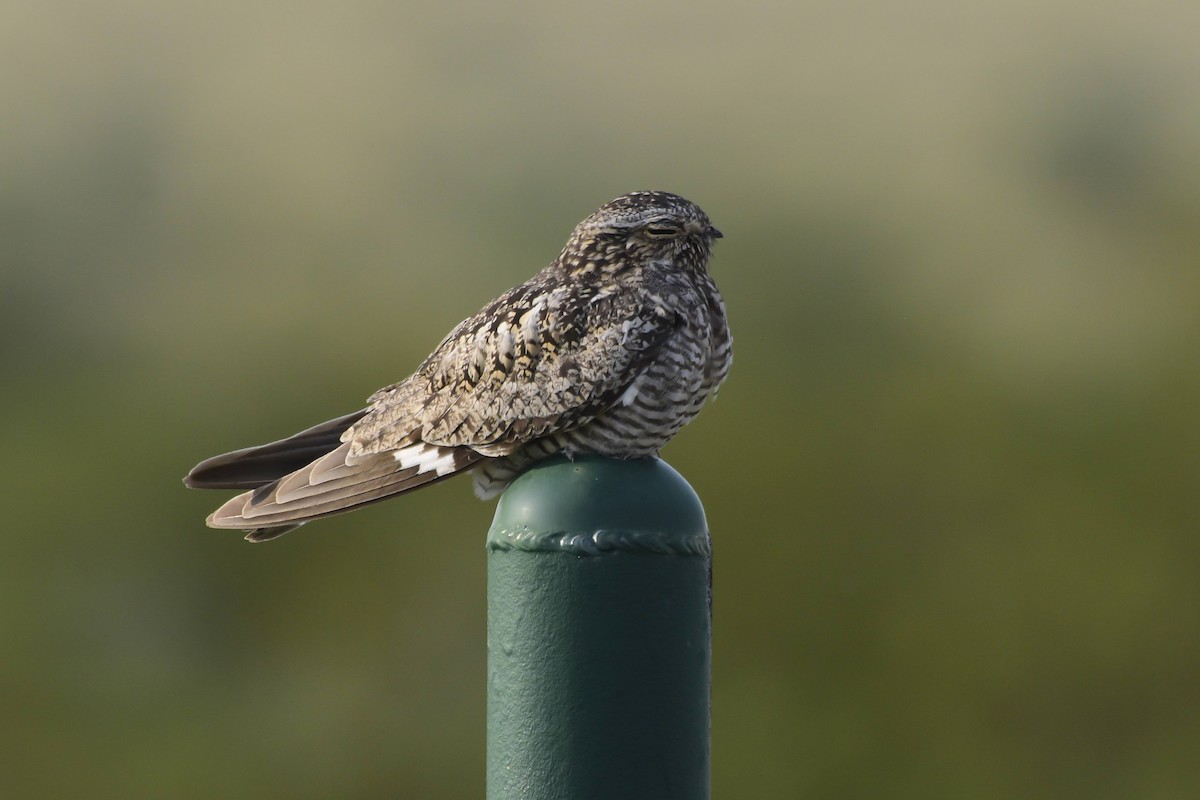 Common Nighthawk - ML622053576