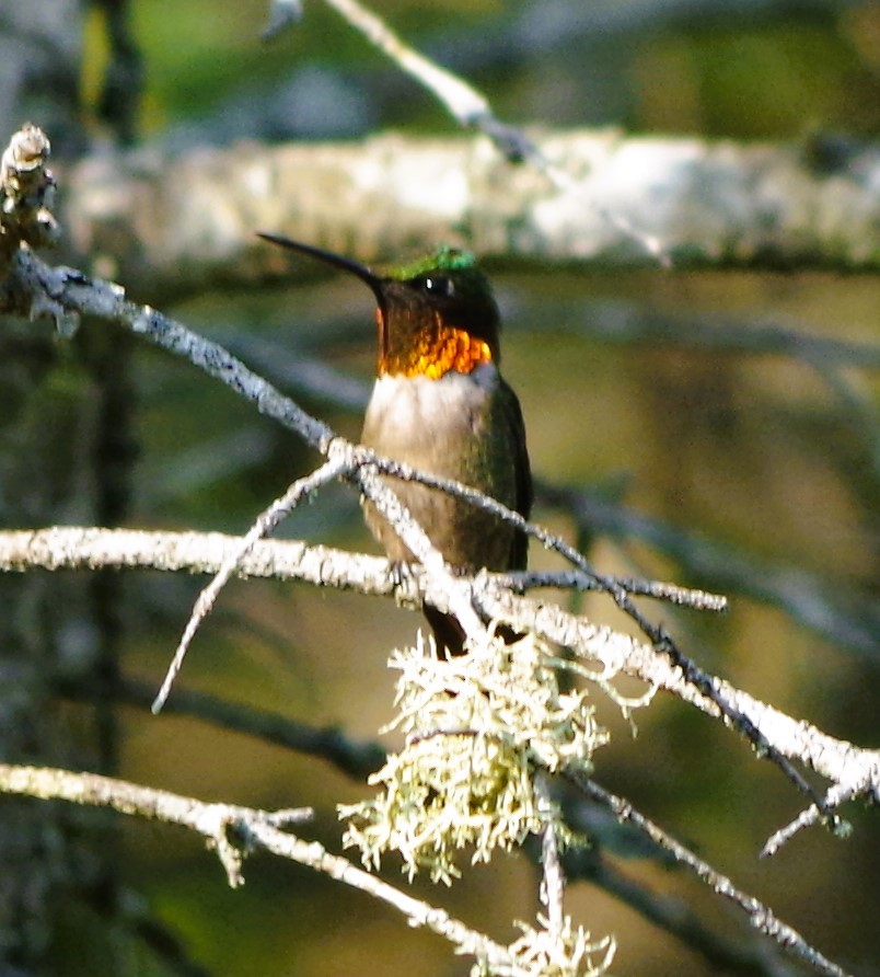 Ruby-throated Hummingbird - ML622053577