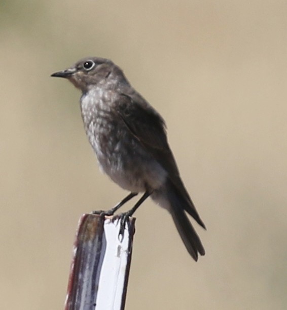 Mountain Bluebird - ML622053578