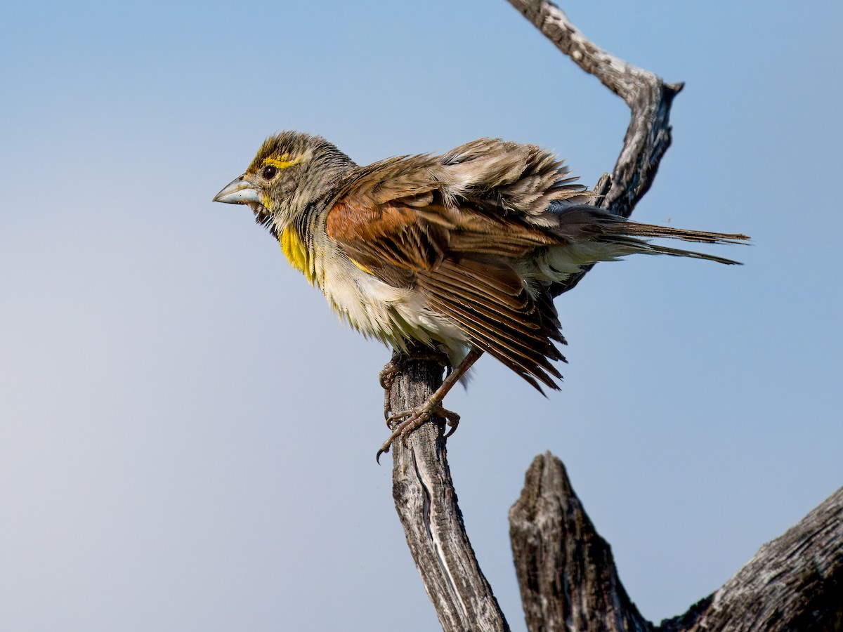 Dickcissel - ML622053579