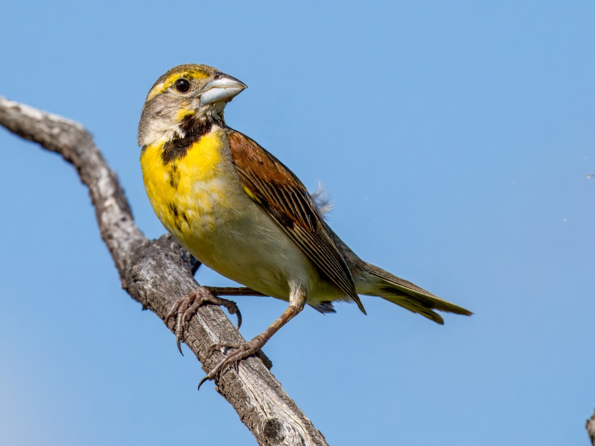 Dickcissel - ML622053580