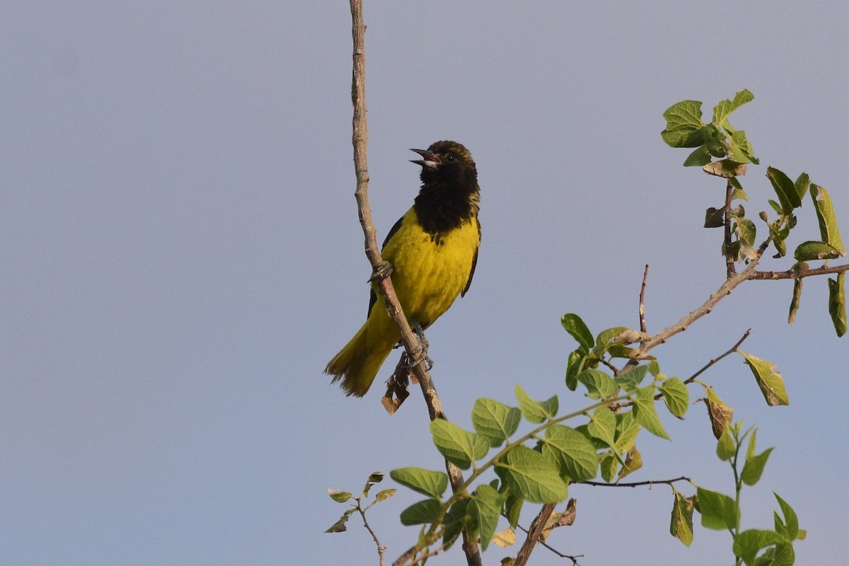 Scott's Oriole - ML622053582