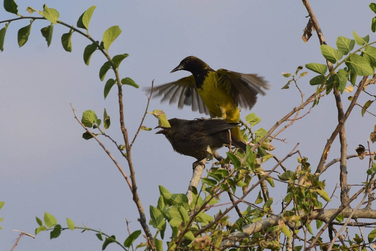 Scott's Oriole - ML622053584