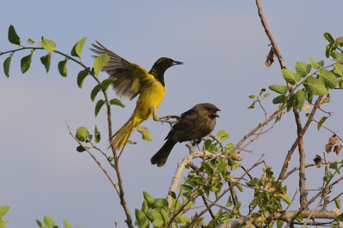 Scott's Oriole - ML622053585