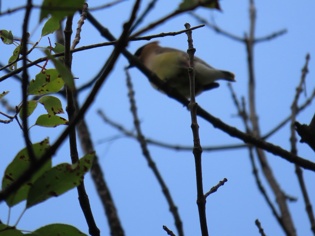 Cedar Waxwing - ML622053586