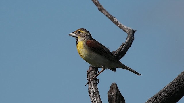 Dickcissel d'Amérique - ML622053588