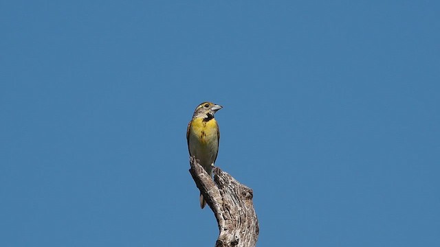 Dickcissel d'Amérique - ML622053589