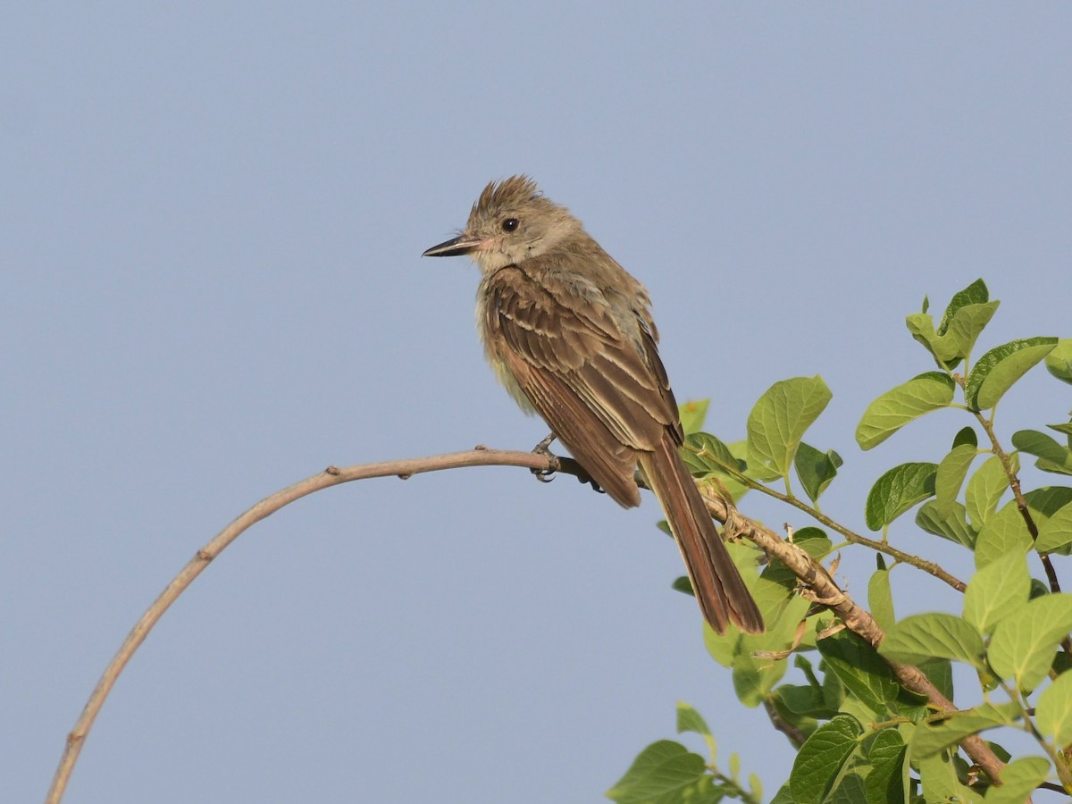 Ash-throated Flycatcher - ML622053590