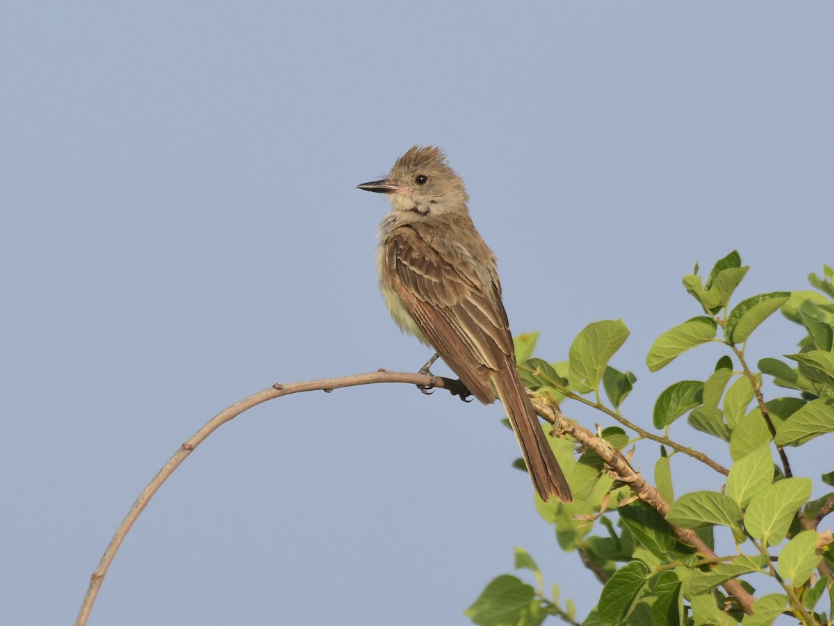 Ash-throated Flycatcher - ML622053591