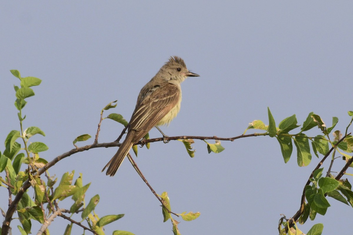 Ash-throated Flycatcher - ML622053592