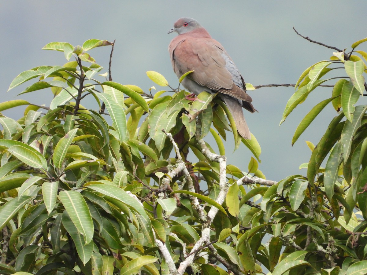 Pale-vented Pigeon - ML622053594