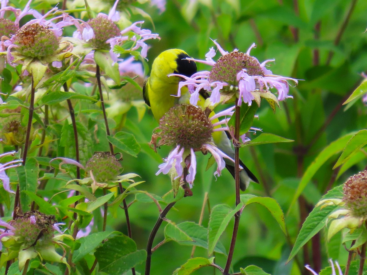 American Goldfinch - ML622053602