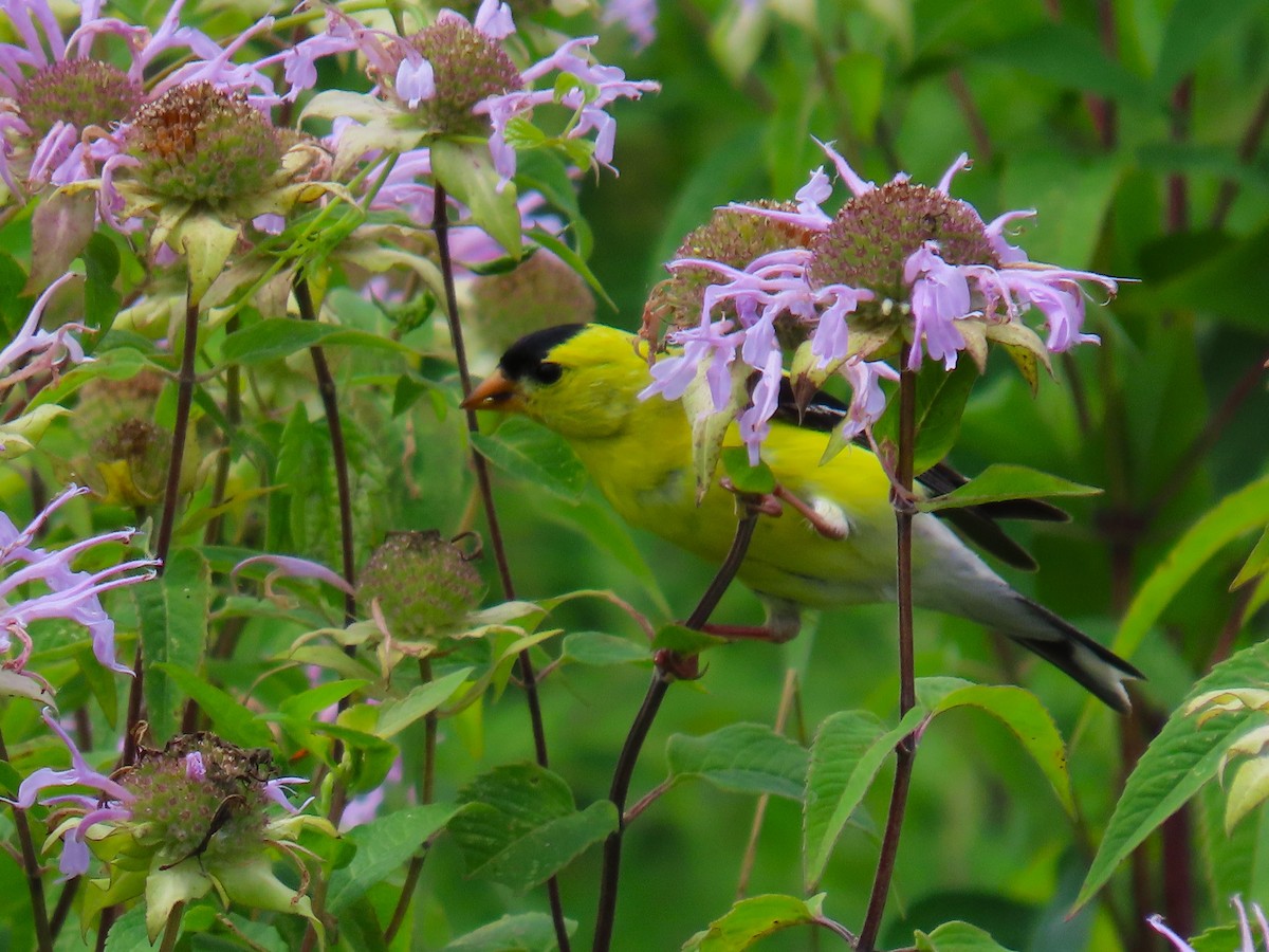 American Goldfinch - ML622053603