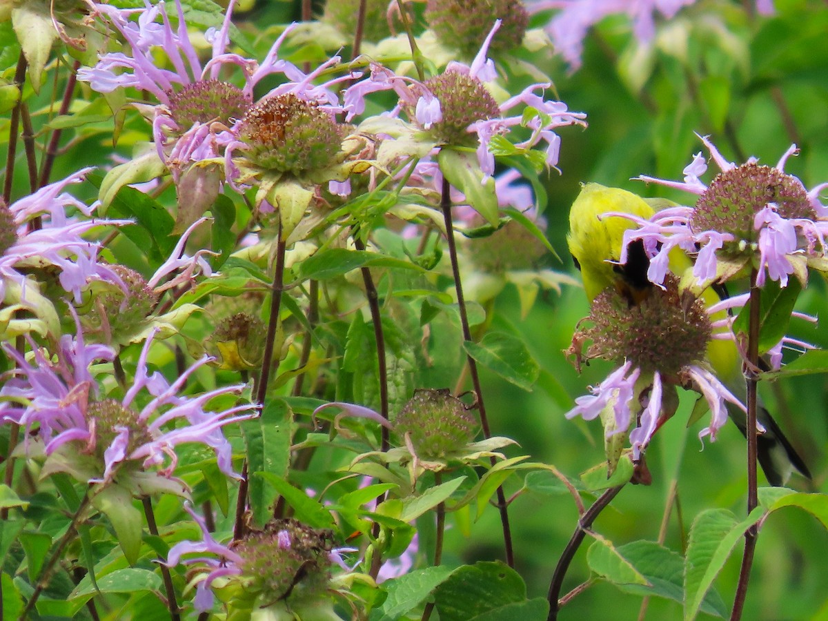 American Goldfinch - ML622053604