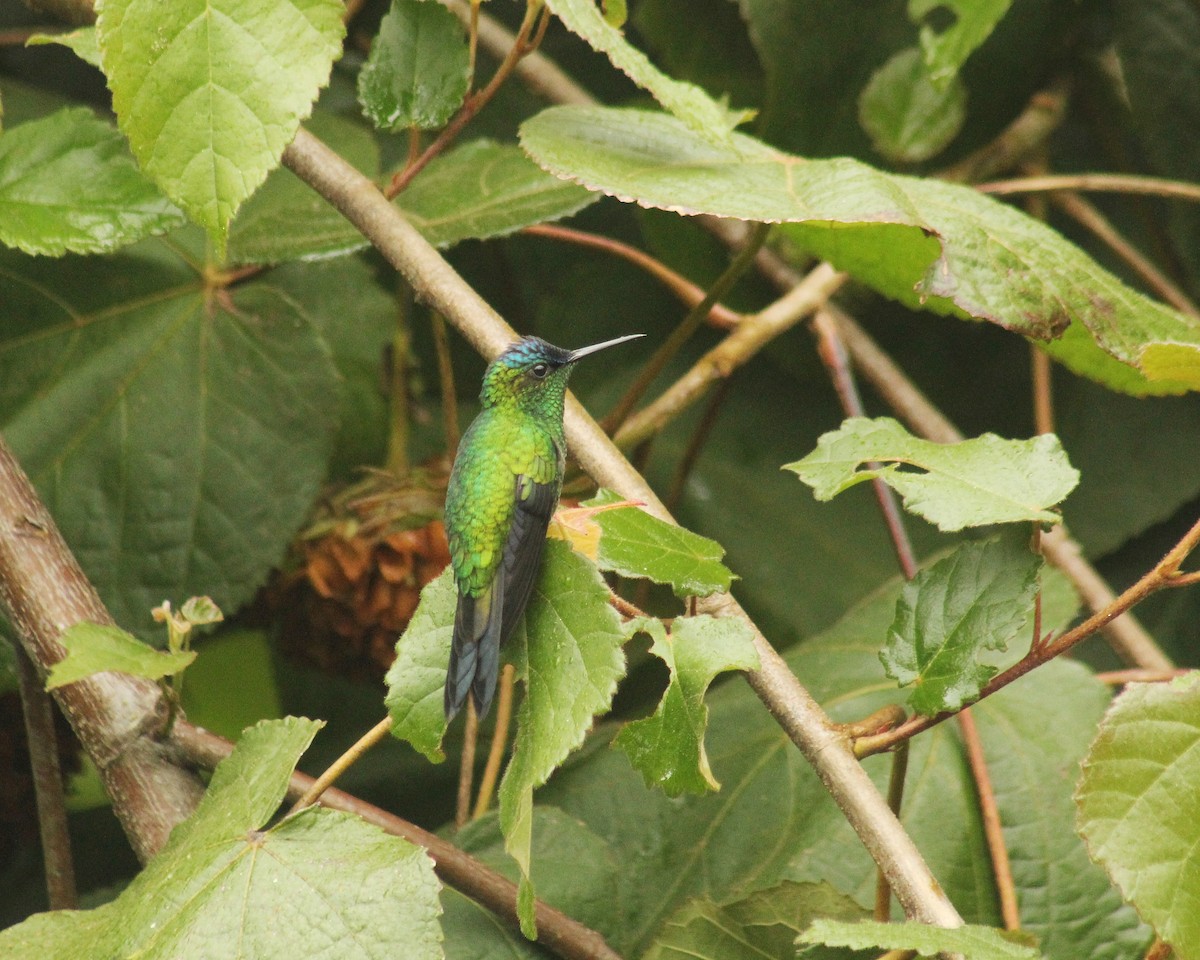 Zafiro Capirotado - ML622053660