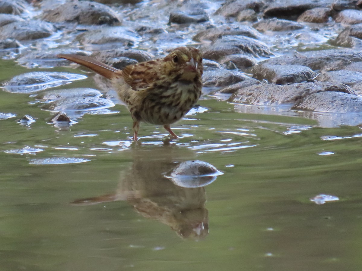 Song Sparrow - ML622053665