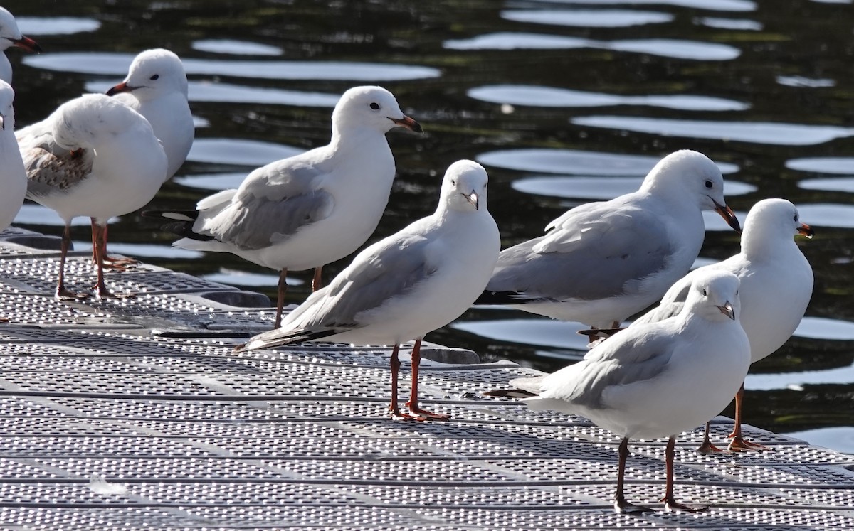 Gaviota Plateada (australiana) - ML622053666