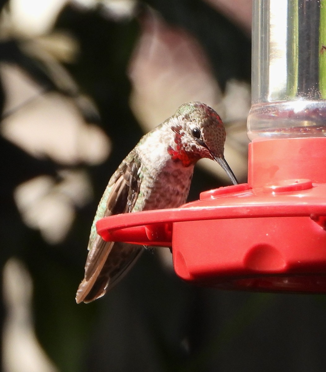 Colibrí de Anna - ML622053671