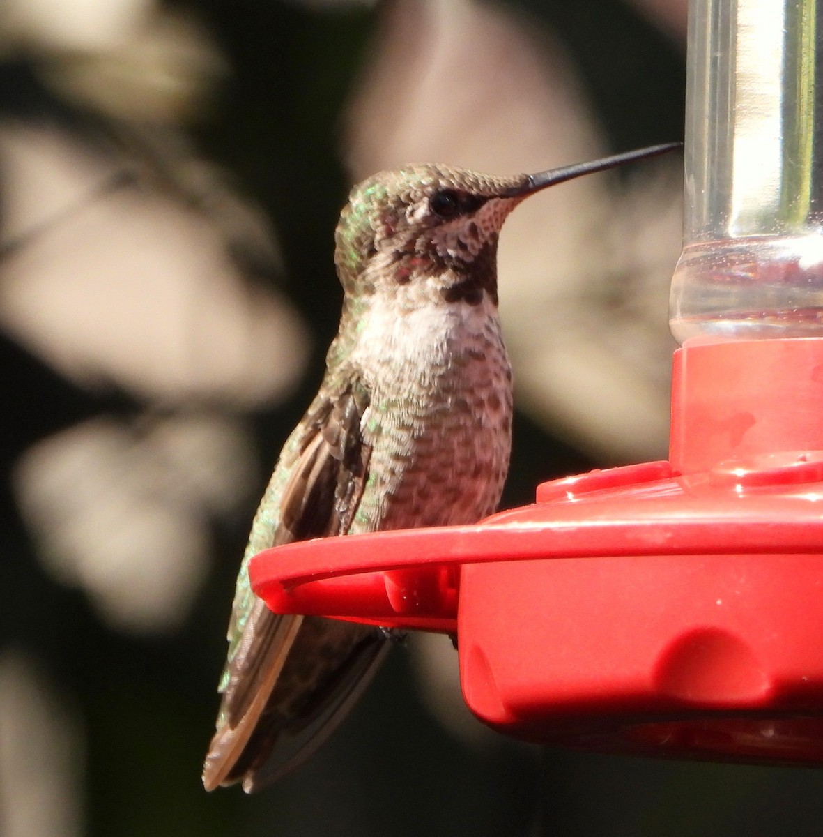 Colibrí de Anna - ML622053672