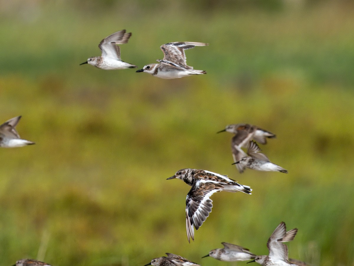 Ruddy Turnstone - ML622053680