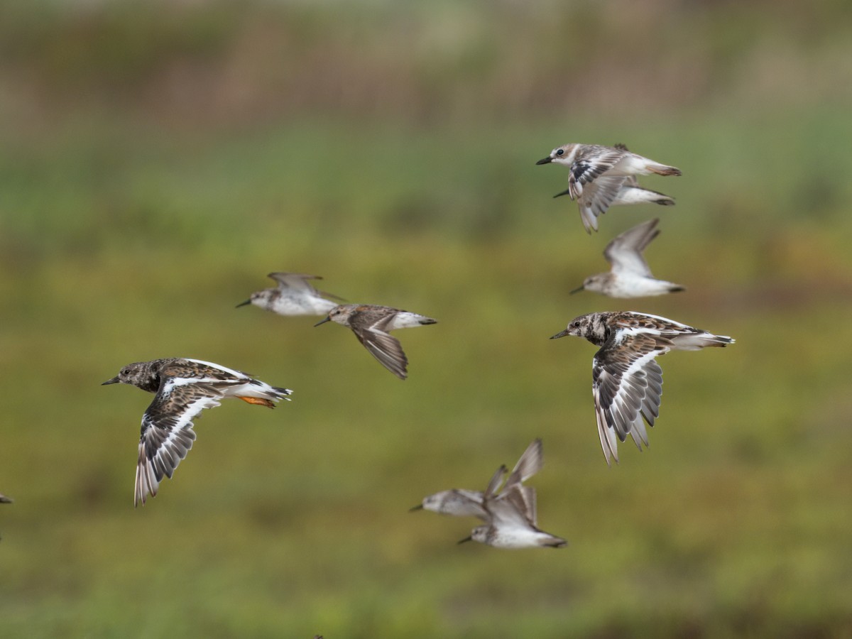 Ruddy Turnstone - ML622053681