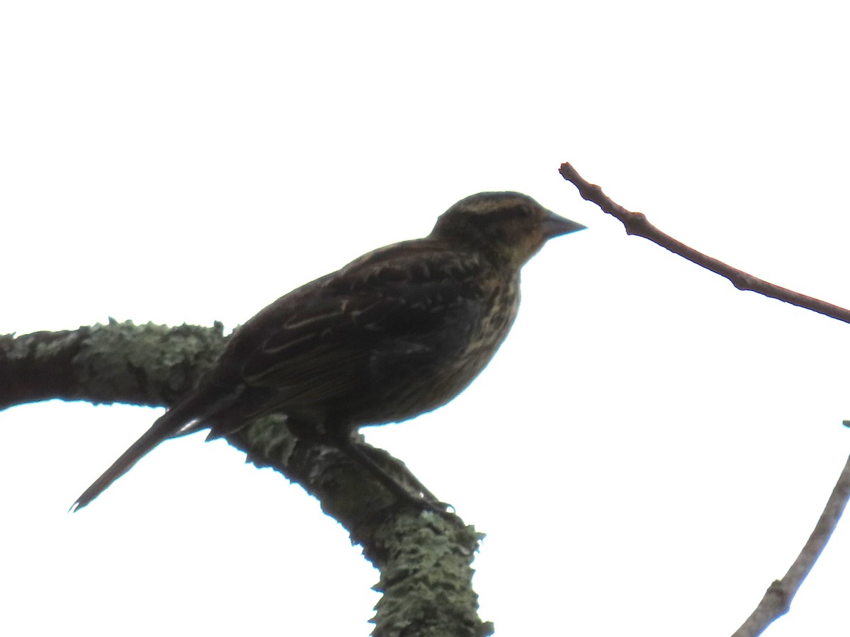 Red-winged Blackbird - ML622053693