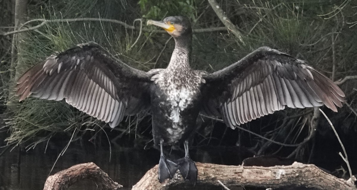 Great Cormorant (Australasian) - Alan Coates