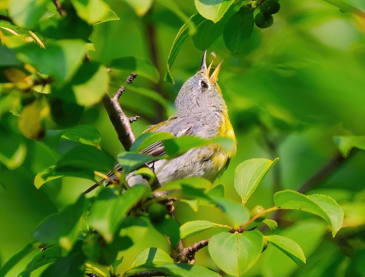 Parula Norteña - ML622053700