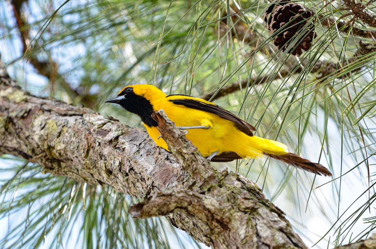 Yellow-tailed Oriole - ML622053735