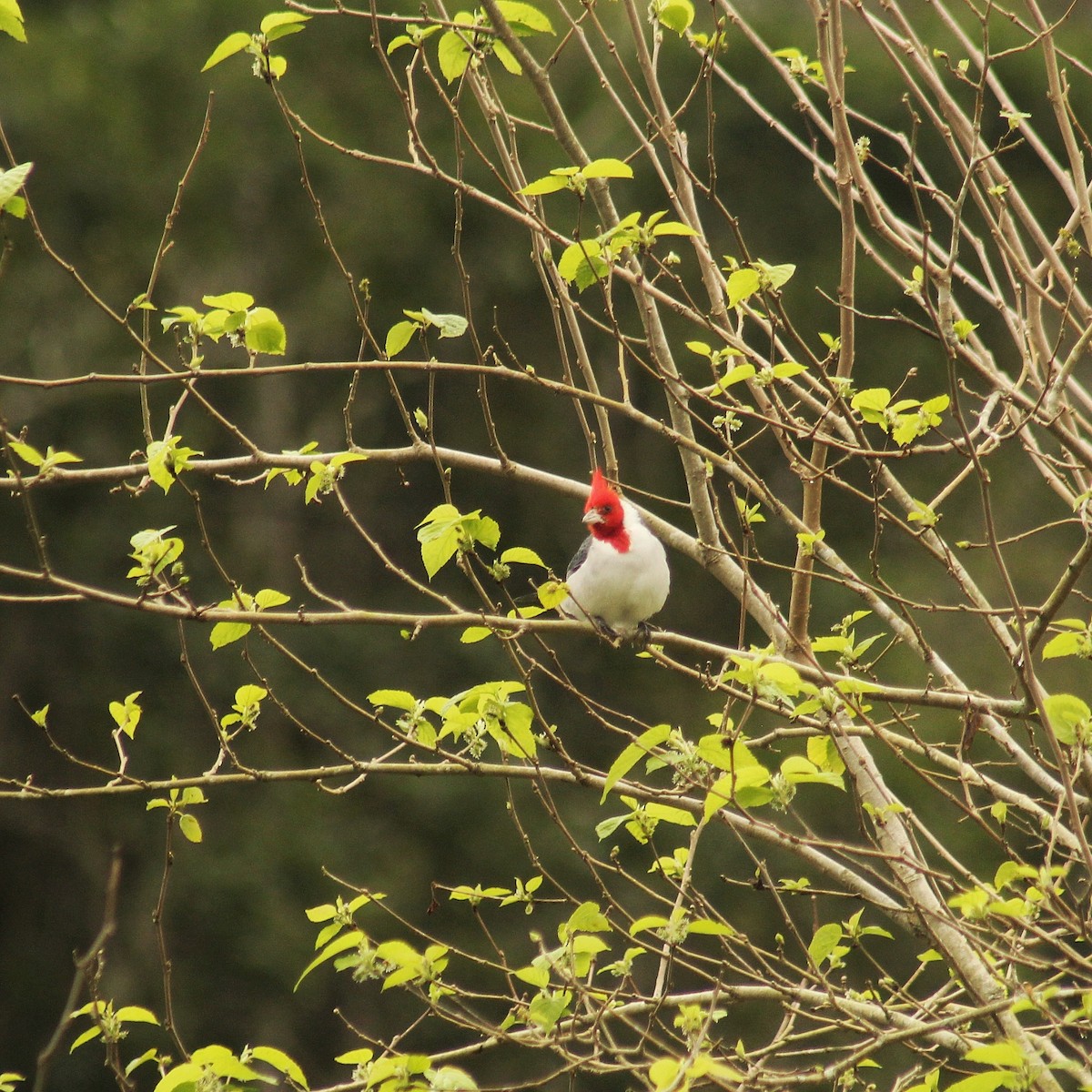 Red-crested Cardinal - Guillermo Andreo