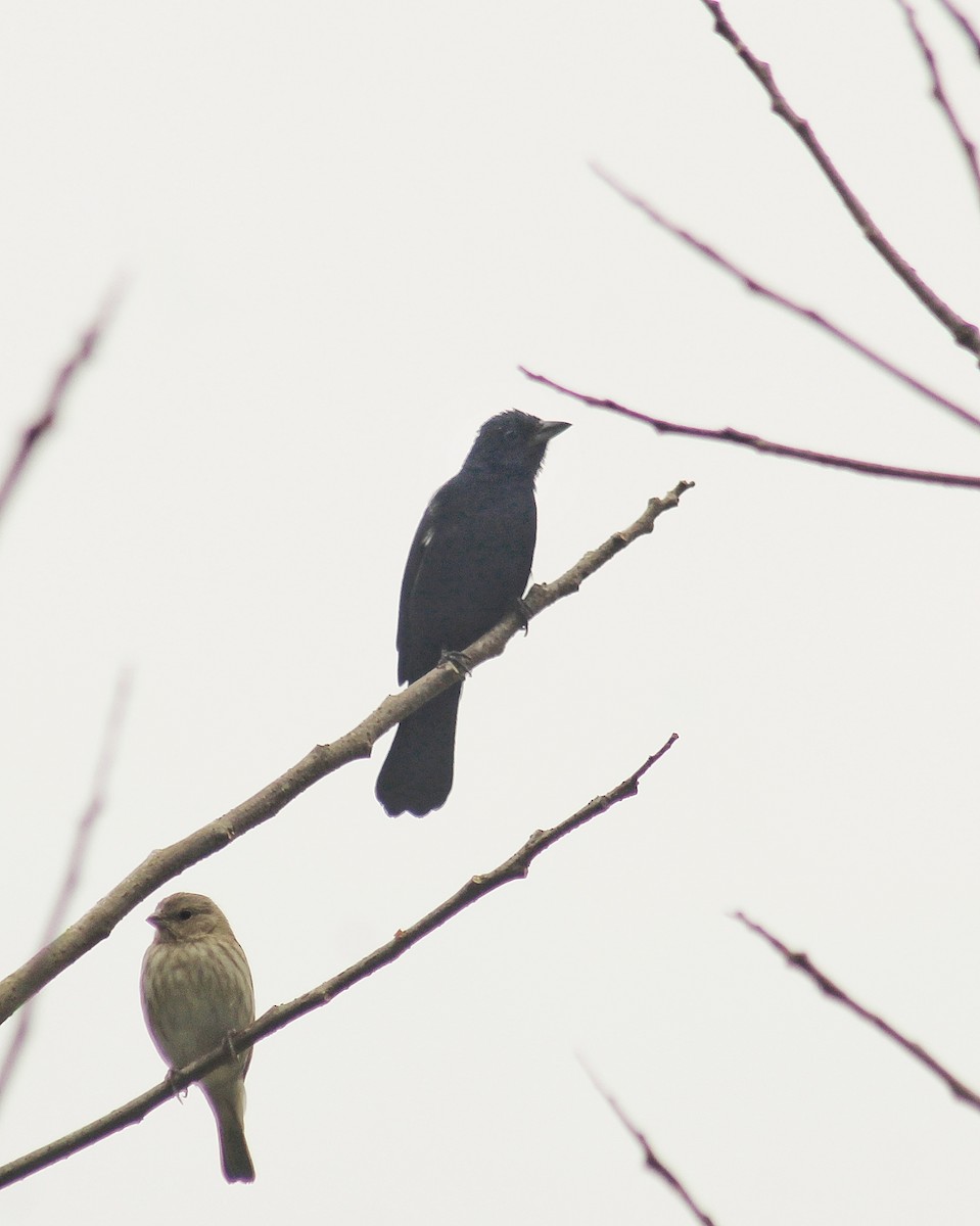 Ruby-crowned Tanager - ML622053747