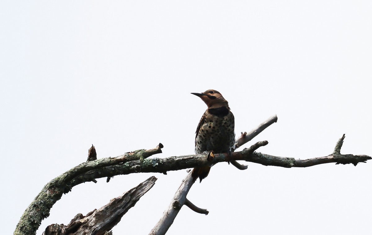 Northern Flicker - ML622053748