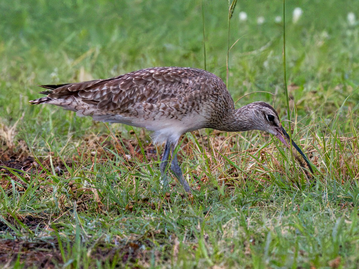 Whimbrel - ML622053749