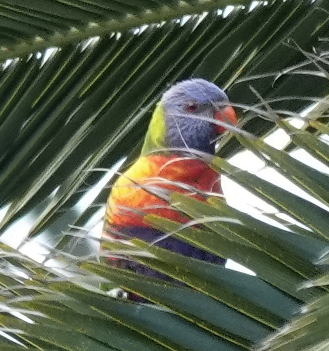 Rainbow Lorikeet - ML622053750