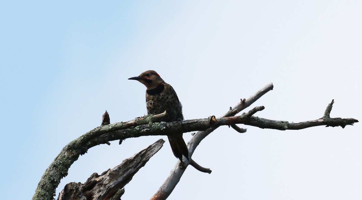 Northern Flicker - ML622053751