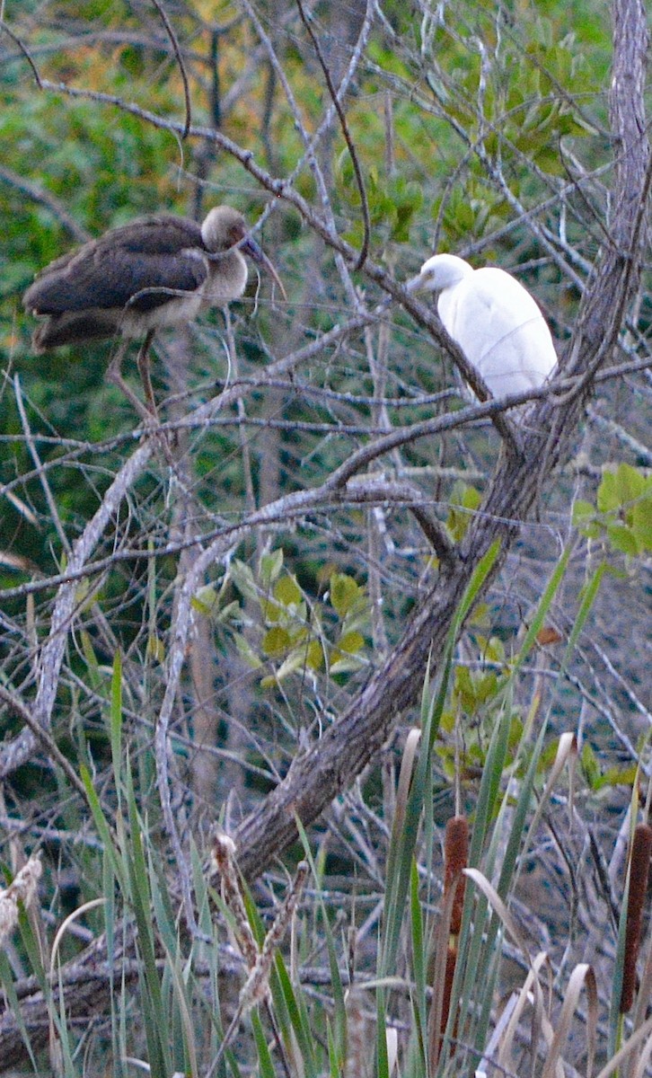 White Ibis - Jonathan Young