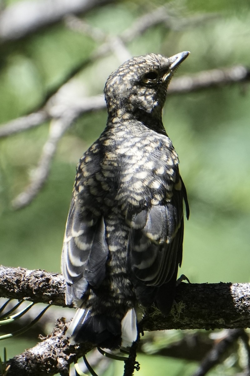 Townsend's Solitaire - ML622053754