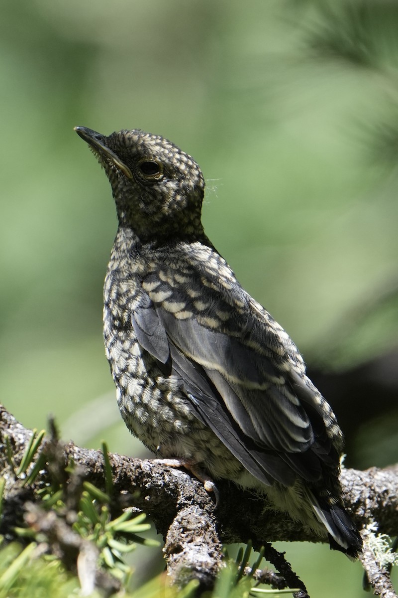 Townsend's Solitaire - ML622053755