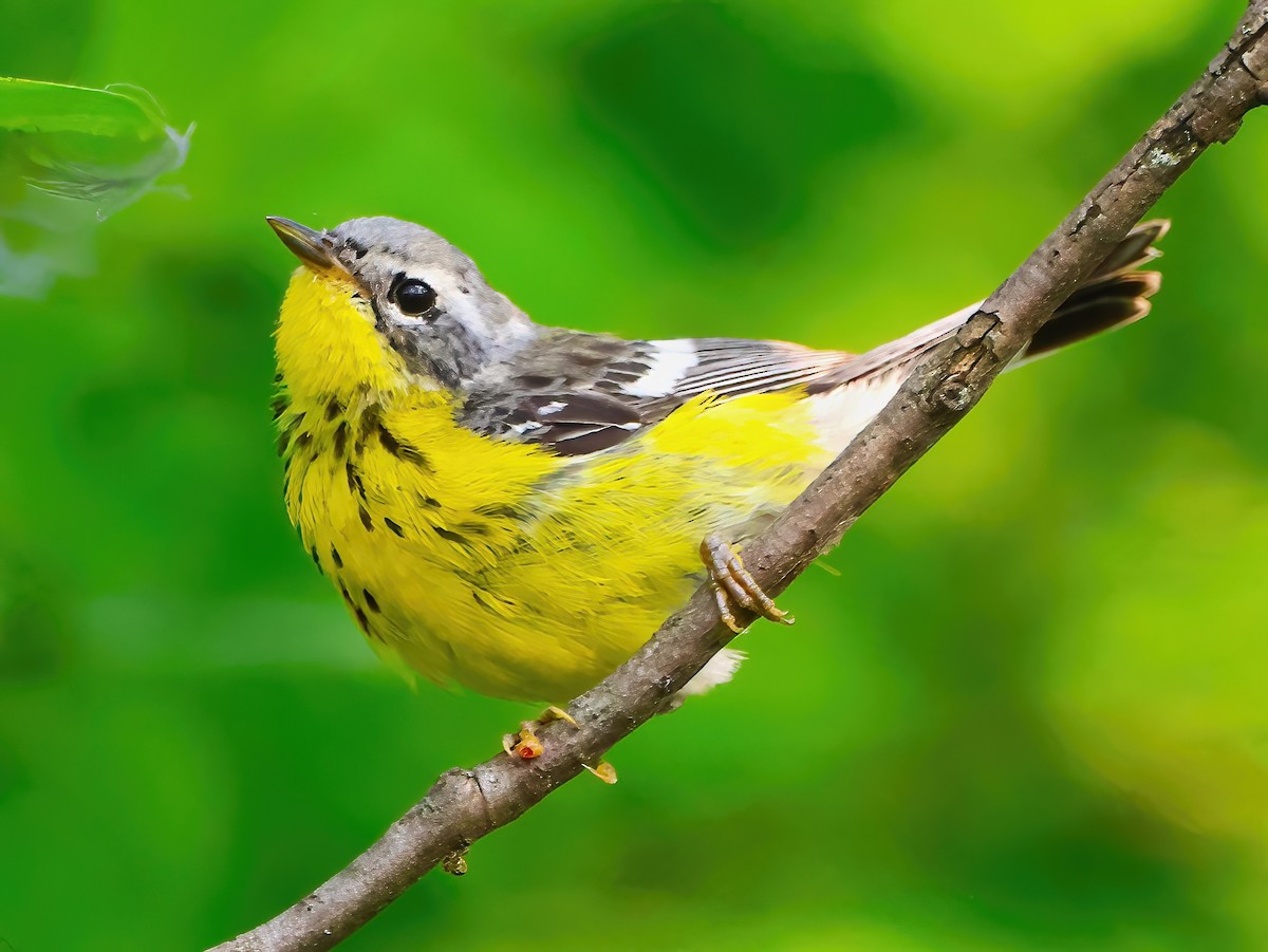 Magnolia Warbler - ML622053756