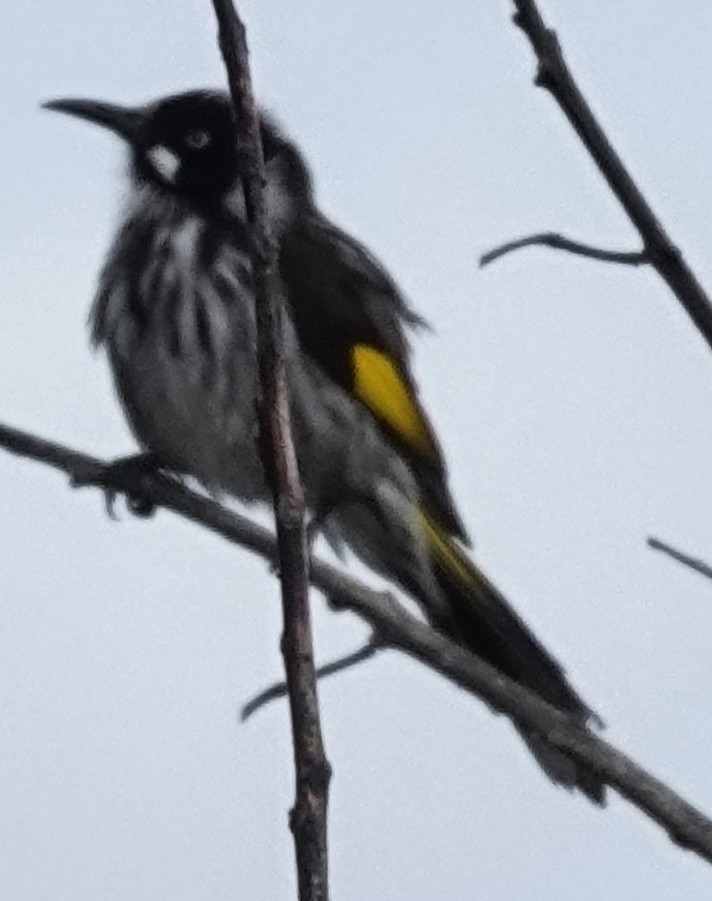 New Holland Honeyeater - ML622053757