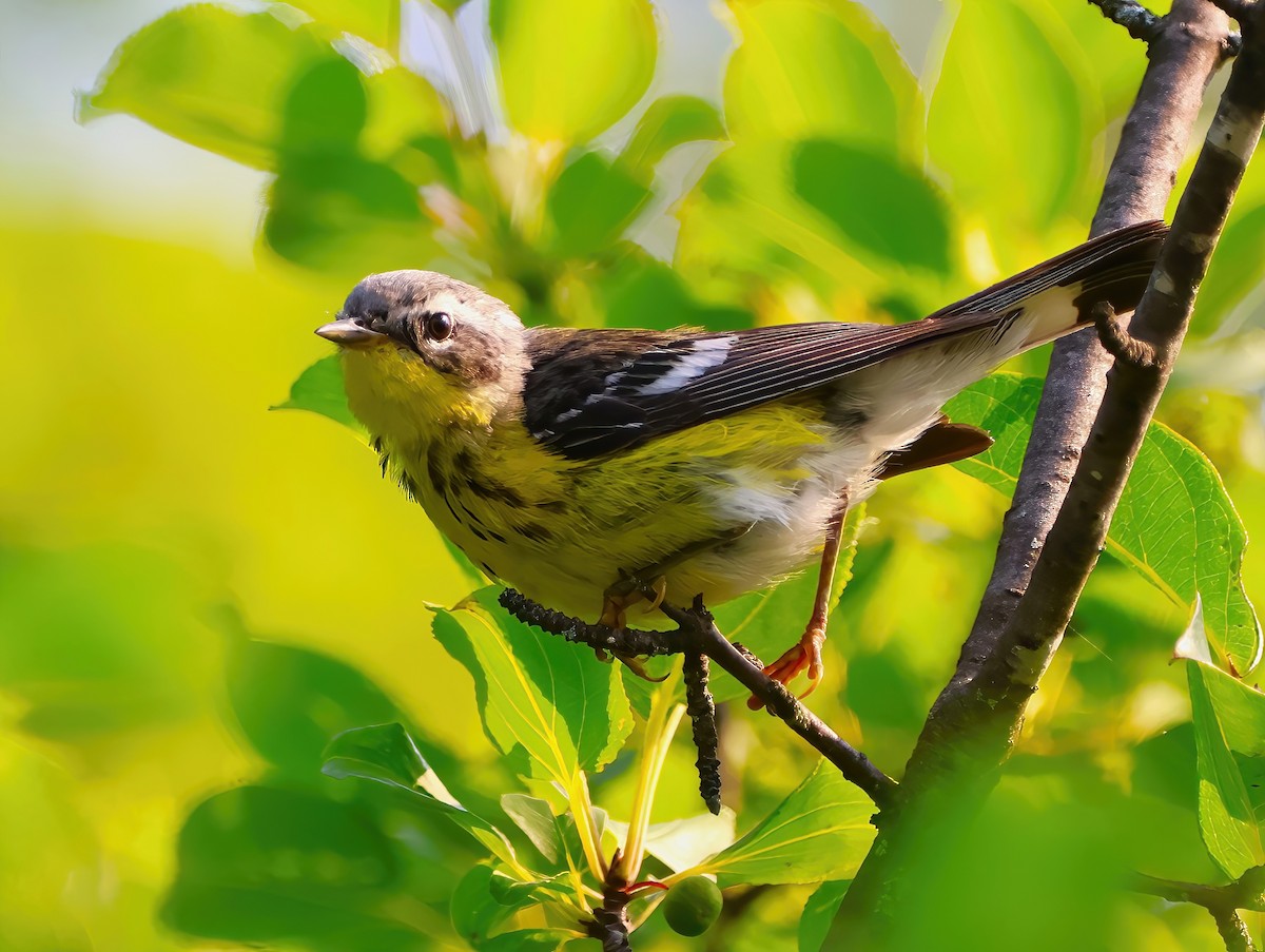 Magnolia Warbler - ML622053759