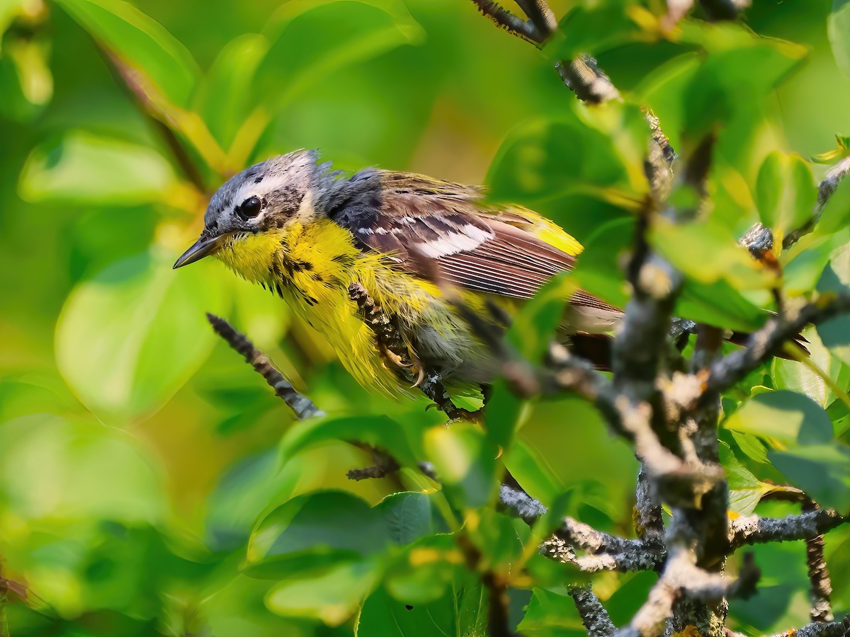 Magnolia Warbler - ML622053760