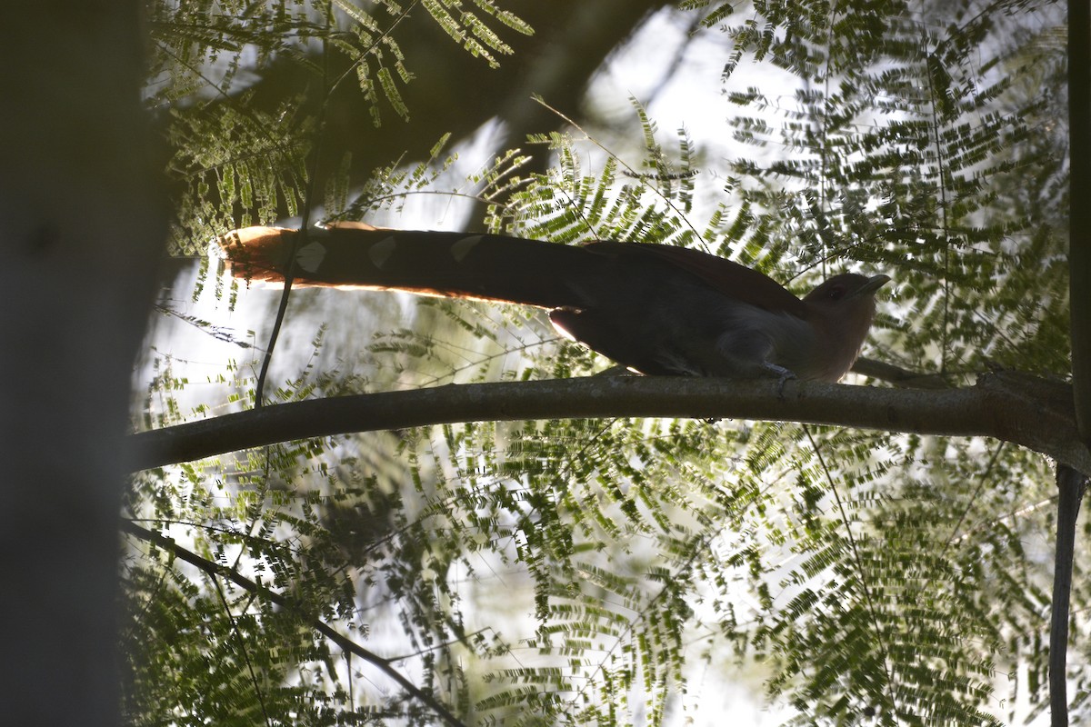 Squirrel Cuckoo (Amazonian) - ML622053761