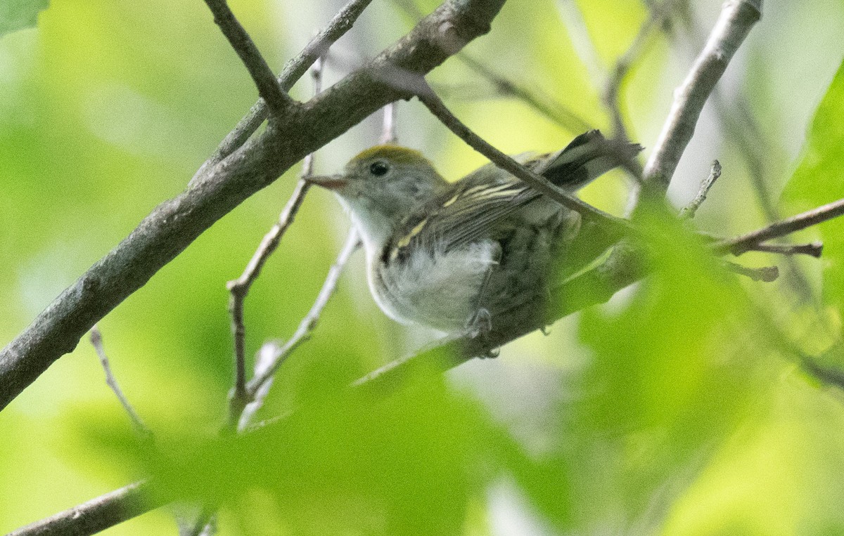 Chestnut-sided Warbler - ML622053762