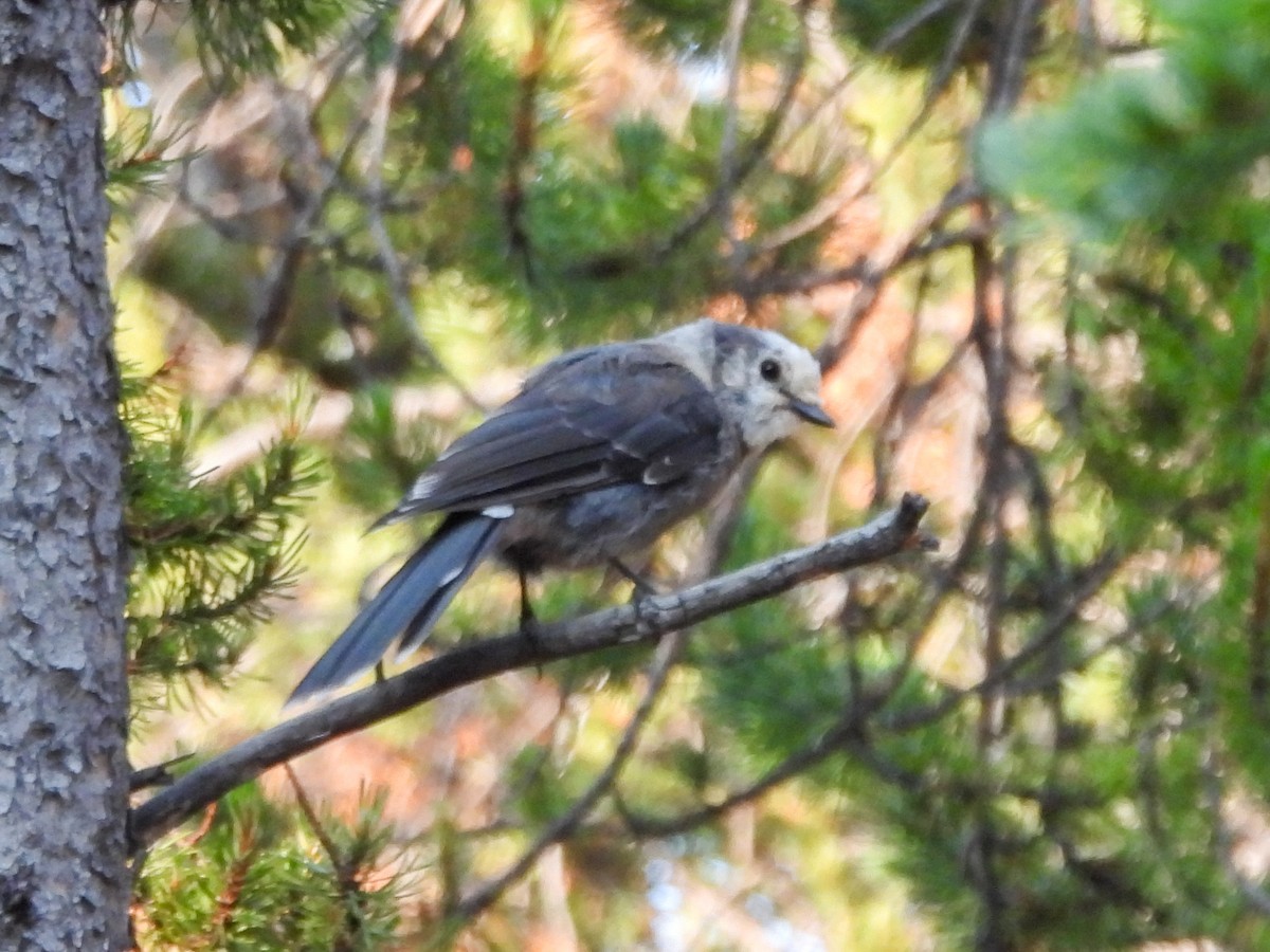 Canada Jay - ML622053763