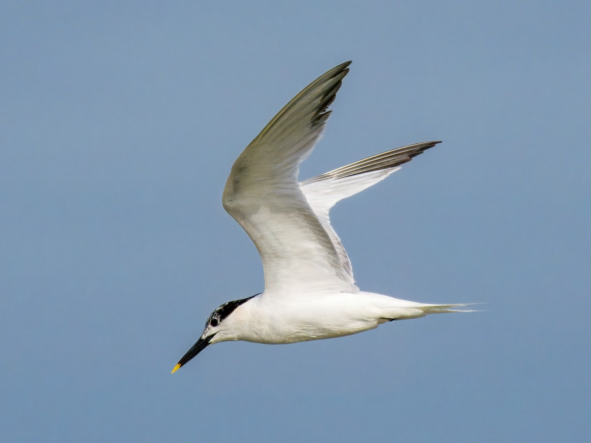 Sandwich Tern - ML622053764