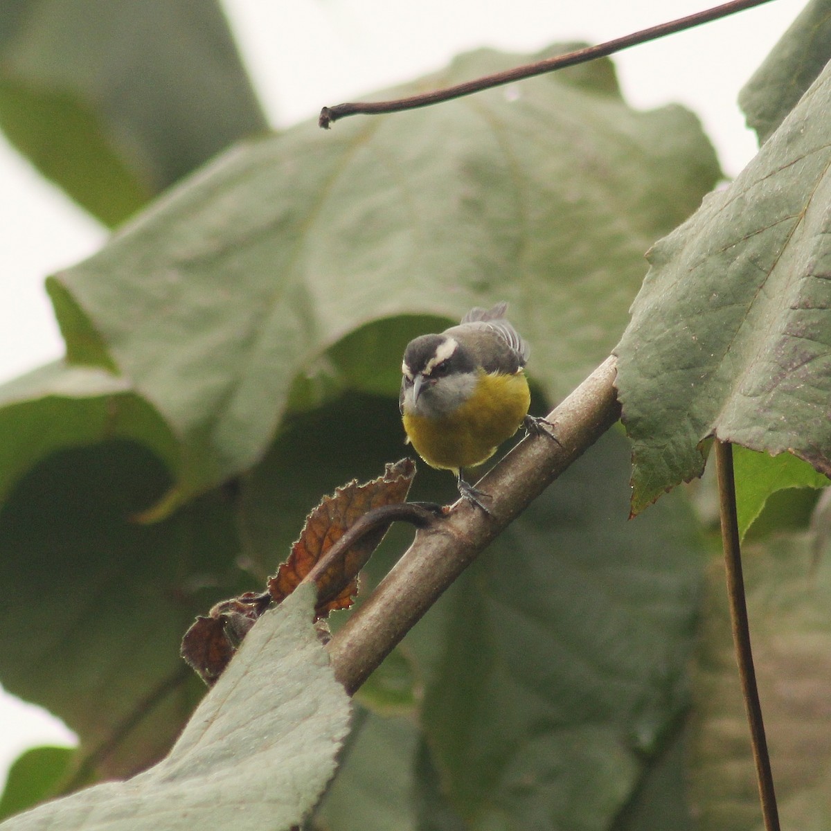 Bananaquit (Continental) - ML622053765