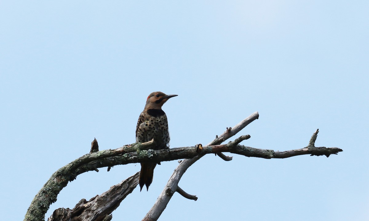 Northern Flicker - ML622053766